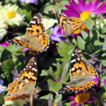 are painted lady butterflies common