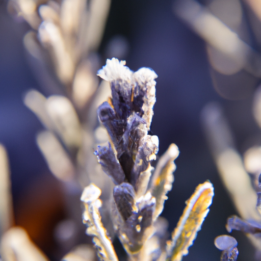 can lavender survive canadian winter