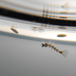 can mosquito larvae survive in saltwater