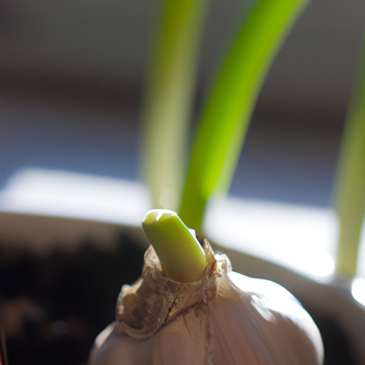 can you grow garlic from the supermarket