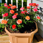 can you plant knockout roses in containers