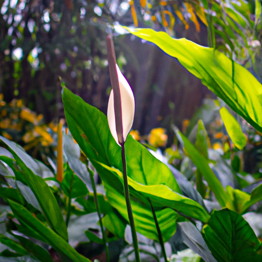 can a peace lily be planted outside