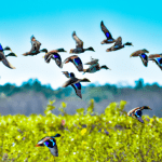 do florida ducks migrate