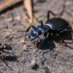 do ground beetles eat ants