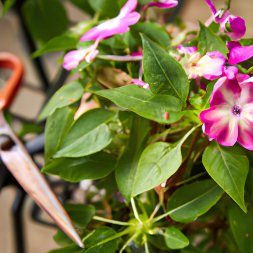 do impatiens need pruning