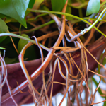 do pothos plants like to be root bound