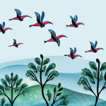 do robin birds migrate
