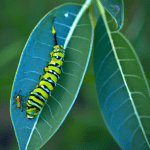 do wasps lay eggs on caterpillars