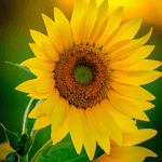 does a sunflower follow the sun
