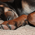 how fast do dogs go into rem sleep