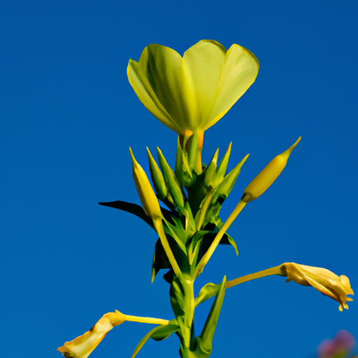 how tall does evening primrose grow