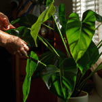 how do you care for a philodendron house plant