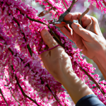 how do you train a weeping redbud tree