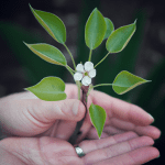 what is the smallest ornamental pear tree
