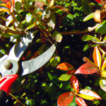 when should you prune red tip photinia