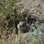 where does a ground squirrel live