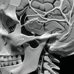which cranial nerve innervates the velum levator veli palatini tensor veli palatini